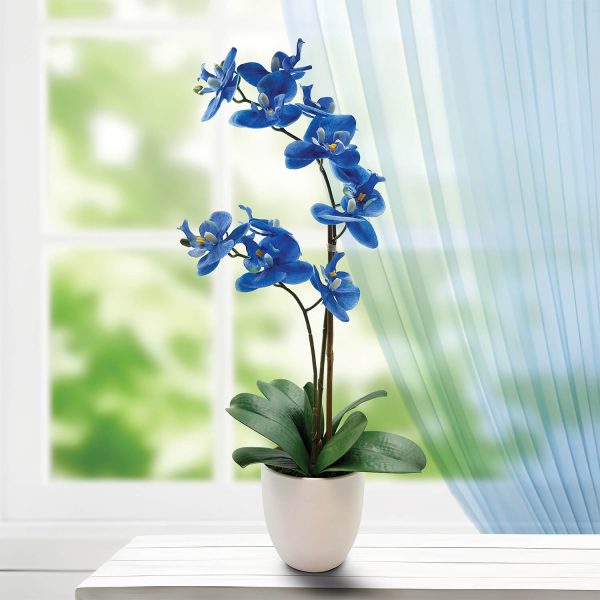 Blue Orchid Indoor Plant