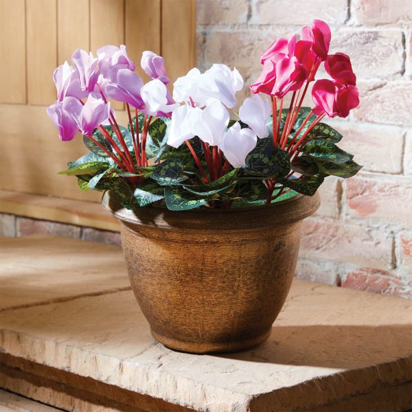 Set-3-Cyclamen-Picks