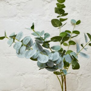 Eucalyptus Spray