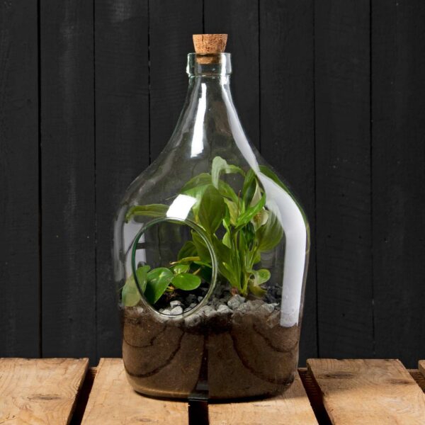 Diy Set Terrarium Bottle 3 Litre