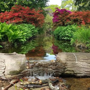 Beautiful Bushy Park Hunt London: The Missing Game