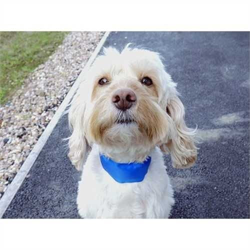 Chillax Cooling Dog Collar Medium 48cm