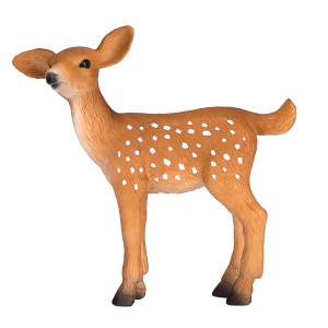 White Tailed Deer Fawn