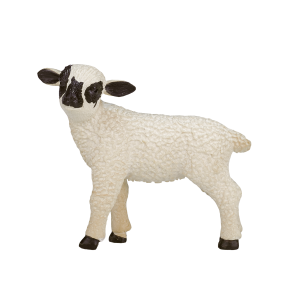 Black Faced Lamb Standing