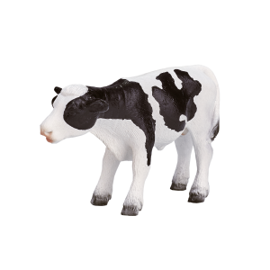 Holstein Calf standing