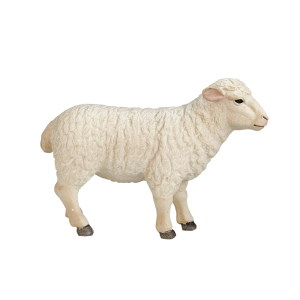 Sheep (Ewe)