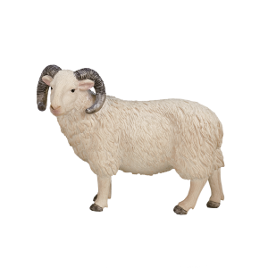Sheep (Ram)