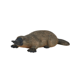 Duck Billed Platypus