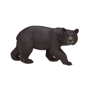 American Black Bear