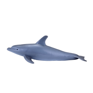 Bottle Nose Dolphin