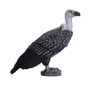 Griffon Vulture
