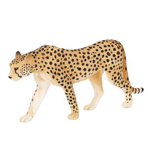 Male Cheetah