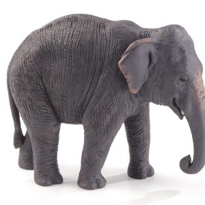 Asian Elephant