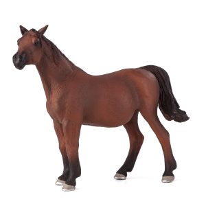 Arabian Mare in Foal